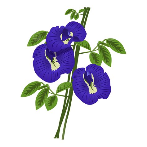 Butterfly Pea Flower, Eagle, Eagle Flower, Butterflypea PNG Transparent Image and Clipart for ...