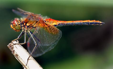 Photographing Dragonflies | Fun facts, Dragonfly facts, Dragonfly insect