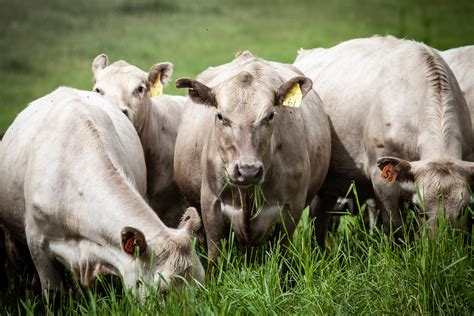 Murray Grey Cattle — Marth Homestead Farm