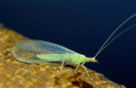 Newfoundland Nature: Some Winter Green...Lacewing