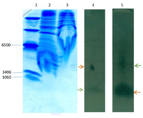 Tricine SDS-PAGE and gel overlay. 1. ultra low range molecular weight... | Download Scientific ...