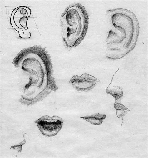 Face Parts Sketches by ChristoferRudd on DeviantArt
