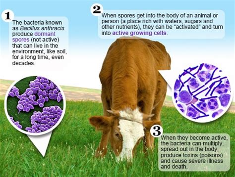 What Is Anthrax? – A2Z Facts