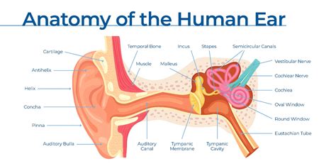 Anatomy of the Ear - Hearing Solutions