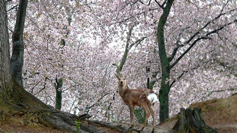 Japan’s Top 100 Blossoms: Nara Park (Nara) | Nippon.com