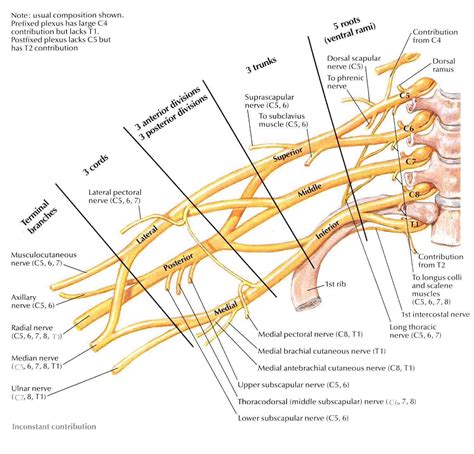 Brachial Plexus Anatomy Brachial Plexus Products Anatomy | Images and ...