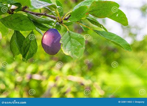 Plum Orchard stock photo. Image of color, plum, leaves - 32811402