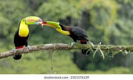 969 Toucan Eating Images, Stock Photos, 3D objects, & Vectors ...