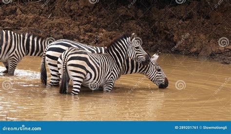 Grant S Zebra, Equus Burchelli Boehmi, Herd at Waterhole, Nairobi Park ...