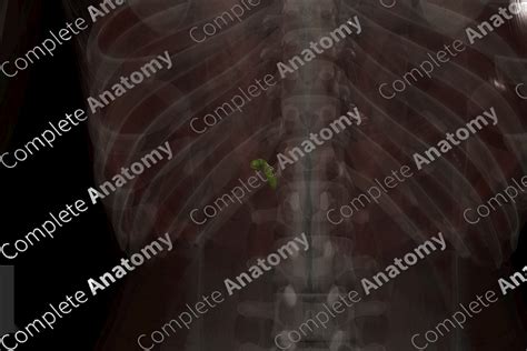 Cystic Duct | Complete Anatomy