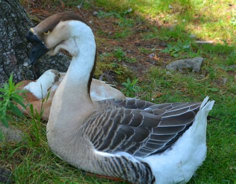 The African Goose stock photo. Image of docile, developed - 123579612