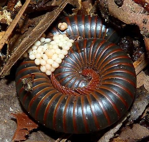 Millipede eggs! | Weird insects, Bugs and insects, Beautiful bugs