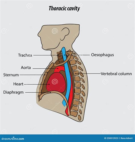 Thoracic Cavity Vector Illustration Drawing Labeled Stock Vector ...