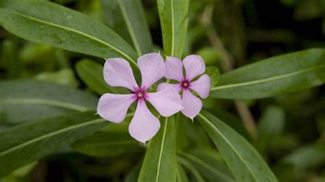 Madagascar's Endemic Plants and Flowers | Plants, Ornamental plants ...