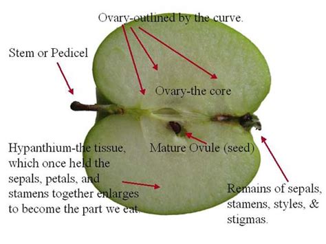 Apple Anatomy Long-Section