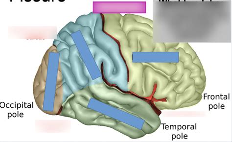 Central Sulcus and Lateral Fissure Diagram | Quizlet