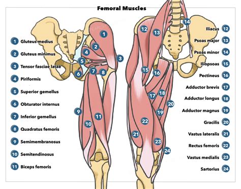 [Figure, Gluteal and Femoral Muscles. Shown...] - StatPearls - NCBI Bookshelf