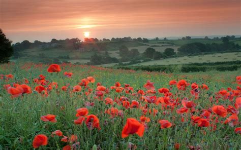 🔥 [40+] Field of Poppies Wallpapers | WallpaperSafari