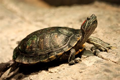 Red Eared Slider Turtle Free Stock Photo - Public Domain Pictures