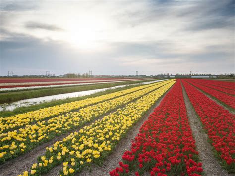 Tulip fields near Amsterdam - When and where to find them