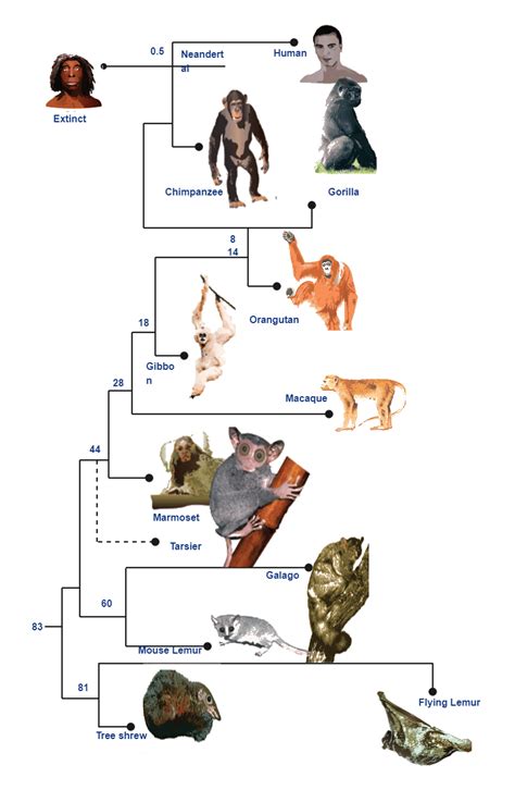 Primate Evolution Phylogenetic Tree | EdrawMax Templates