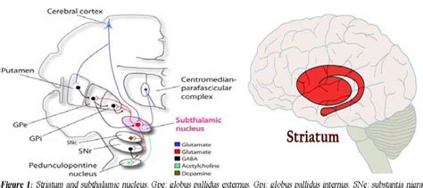 Figure 1: Striatum and subthalamic nucleus. Gpe: globus pallidus ...