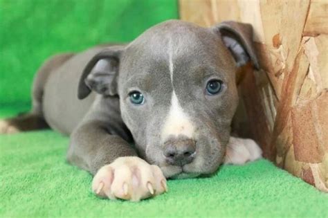 Special Care Tips for Blue Pitbull Puppies