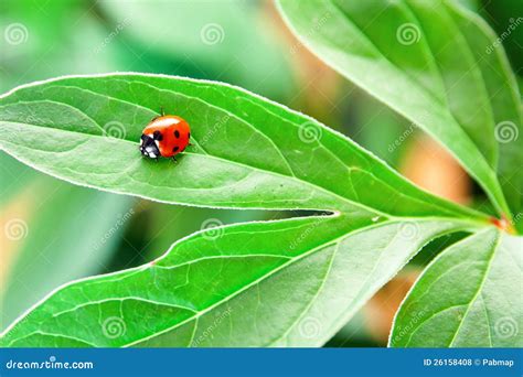 Ladybug On Green Leaf Royalty Free Stock Photos - Image: 26158408