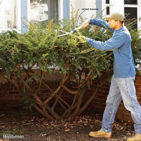 Bush Pruning Tips for Healthier Bushes | How to trim bushes, Prune ...