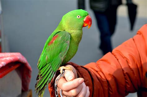 Animals,bird,parrot,green parrot,pet - free image from needpix.com