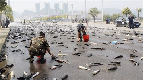 The world's largest purchase of big fish was recorded in China.