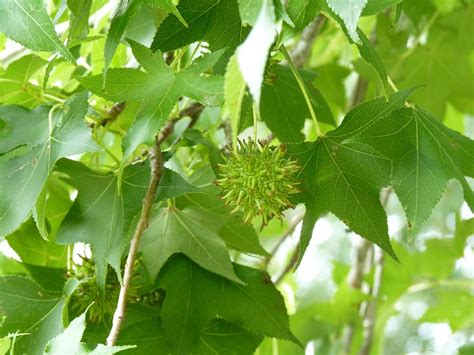 Sweetgum Tree Leaves