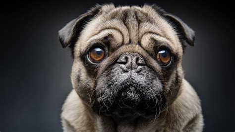 12 Fun Facts About Pugs | Mental Floss