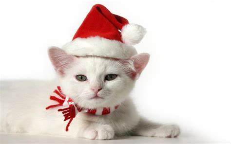 Christmas Kitten Wallpapers - Wallpaper Cave