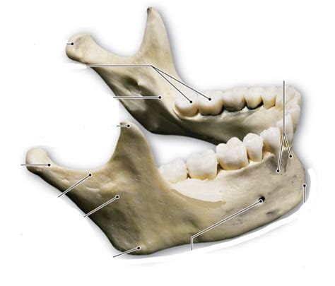 Mandible Diagram | Quizlet