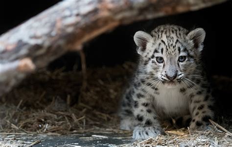 wkyc.com | Cleveland Zoo welcomes baby snow leopard