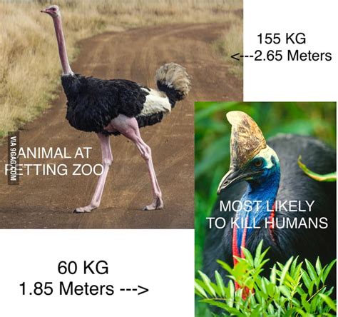 Who would win in a fight? Ostrich vs. Southern Cassowary - 9GAG