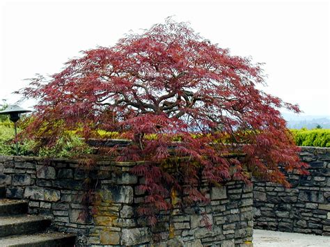 Japanese Maple Pruning – Creative Landscapes, Inc.