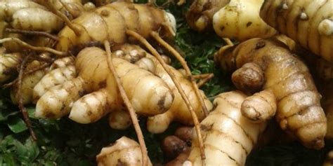 These are the Benefits of White Turmeric, It turns out that many do not know! - Travel Diva