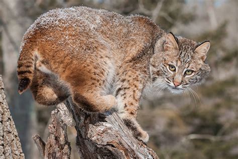 Lynx and Bobcat | San Diego Zoo Animals & Plants