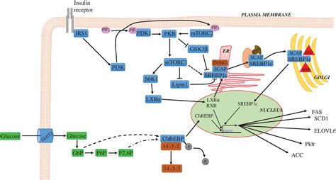 Lipogenesis Pathway