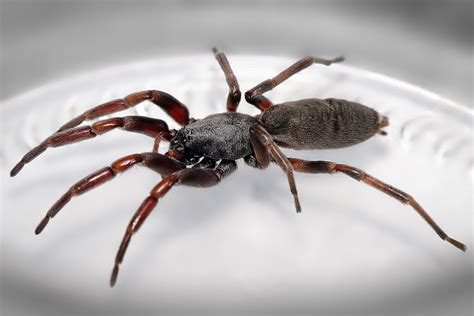 White-tailed spider - Wikipedia