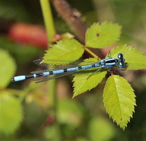 Common Blue Damselfly - British Dragonfly Society