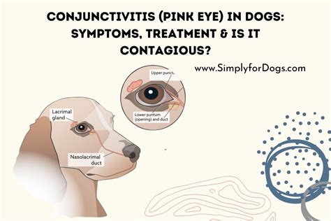 How Long Is Dog Conjunctivitis Contagious