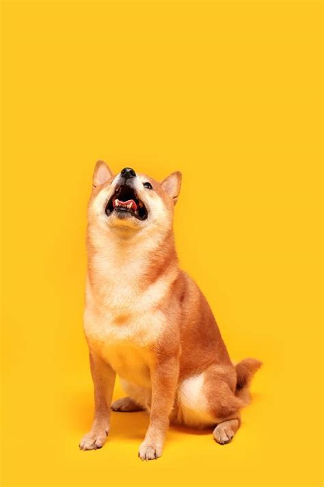 How Much Should Shiba Inu Weigh? Shiba Inu Weight Calculator.