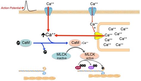 Smooth Muscle Contraction Mechanism (Final Exam Study Guide) Diagram ...