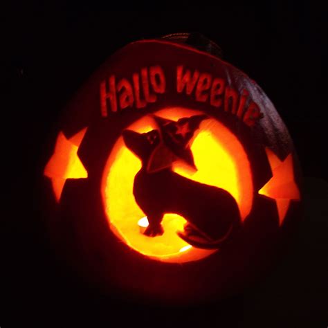 Happy Hallo-weenie dachshund pumpkin carving - grown in our allotment ...