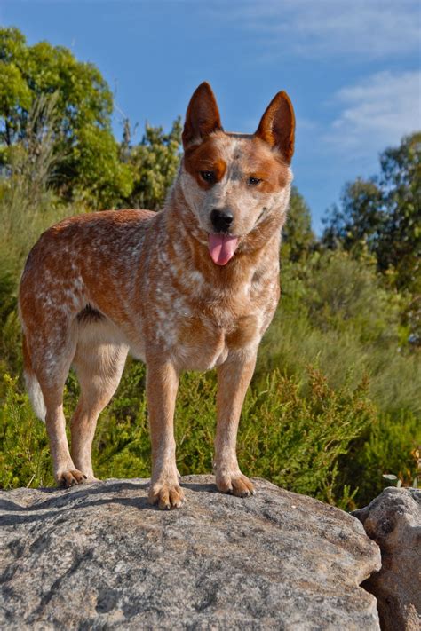 Heeler vermelho Aussie Cattle Dog, Cattle Dogs Rule, Australian Cattle ...