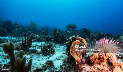 Beautiful Timorleste Underwater Pictures Stock Photo - Download Image ...