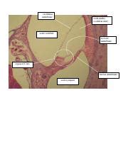 Lab 13 Ear Anatomy & Histology 20200313.pdf - vestibular membrane scala ...